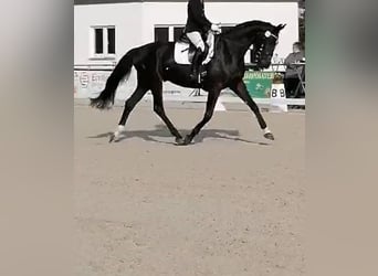 Caballo de Wurtemberg, Caballo castrado, 7 años, 172 cm, Negro
