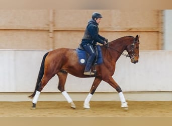 Caballo de Wurtemberg, Caballo castrado, 7 años, 175 cm, Castaño