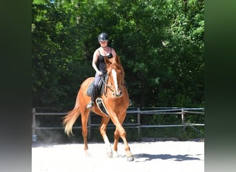 Caballo de Wurtemberg, Caballo castrado, 7 años, 181 cm, Alazán