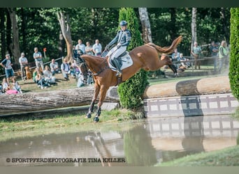 Caballo de Wurtemberg, Caballo castrado, 8 años, 174 cm, Alazán