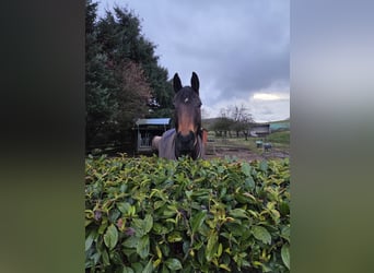 Caballo de Wurtemberg, Caballo castrado, 8 años, 180 cm, Castaño