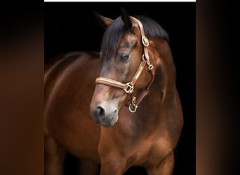 Caballo de Wurtemberg, Caballo castrado, 9 años, 172 cm, Castaño