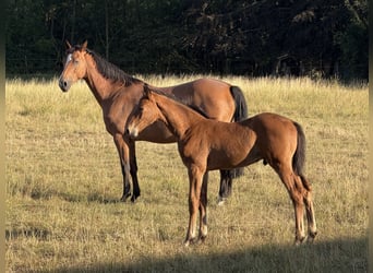 Caballo de Wurtemberg, Semental, Potro (06/2026), Castaño