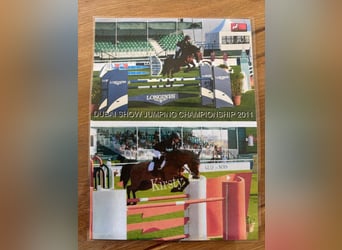 Caballo de Wurtemberg, Semental, Potro (05/2026), Castaño