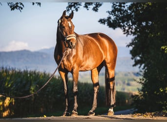 Caballo de Wurtemberg, Yegua, 10 años, 160 cm, Castaño