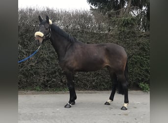 Caballo de Wurtemberg, Yegua, 10 años, 167 cm, Castaño oscuro