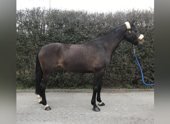 Caballo de Wurtemberg, Yegua, 10 años, 167 cm, Castaño oscuro