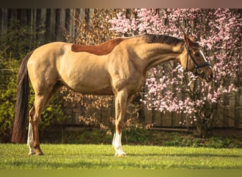 Caballo de Wurtemberg, Yegua, 13 años, 169 cm, Alazán