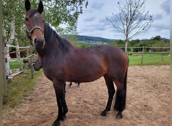 Caballo de Wurtemberg, Yegua, 14 años, 168 cm, Castaño