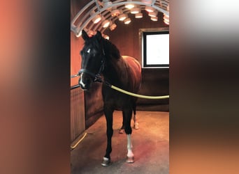 Caballo de Wurtemberg, Yegua, 15 años, 165 cm, Castaño oscuro