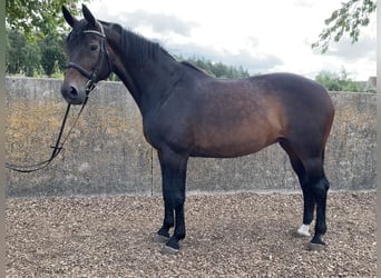 Caballo de Wurtemberg, Yegua, 15 años, 170 cm, Castaño oscuro