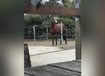 Caballo de Wurtemberg, Yegua, 17 años, 163 cm, Castaño