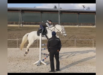 Caballo de Wurtemberg, Yegua, 17 años, 163 cm, Tordo