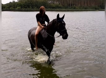 Caballo de Wurtemberg, Yegua, 17 años, 168 cm, Negro