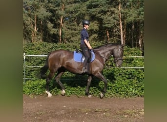 Caballo de Wurtemberg, Yegua, 17 años, 168 cm, Negro