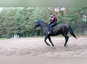 Caballo de Wurtemberg, Yegua, 17 años, 168 cm, Negro