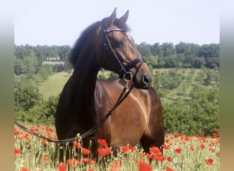 Caballo de Wurtemberg, Yegua, 18 años, 168 cm, Castaño oscuro