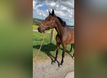 Caballo de Wurtemberg, Yegua, 21 años, 165 cm, Castaño