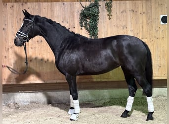 Caballo de Wurtemberg, Yegua, 2 años, 162 cm, Negro