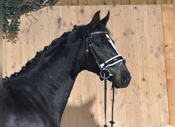 Caballo de Wurtemberg, Yegua, 2 años, 162 cm, Negro