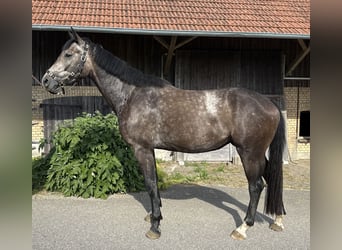 Caballo de Wurtemberg, Yegua, 3 años, Tordo