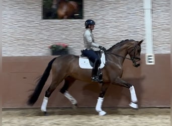 Caballo de Wurtemberg, Yegua, 5 años, 168 cm, Castaño