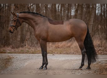 Caballo de Wurtemberg, Yegua, 5 años, 168 cm, Castaño