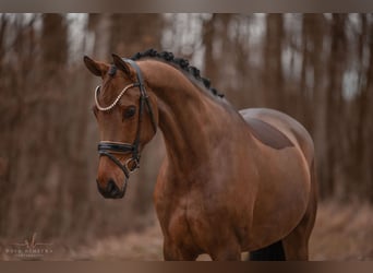 Caballo de Wurtemberg, Yegua, 5 años, 168 cm, Castaño