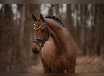 Caballo de Wurtemberg, Yegua, 5 años, 168 cm, Castaño