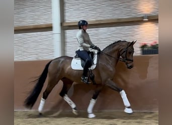 Caballo de Wurtemberg, Yegua, 5 años, 168 cm, Castaño