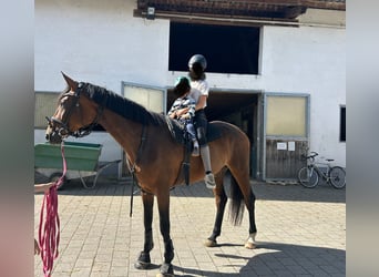 Caballo de Wurtemberg, Yegua, 5 años, 174 cm, Castaño