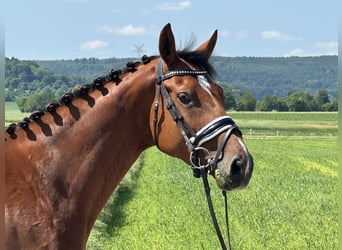 Caballo de Wurtemberg, Yegua, 6 años, 158 cm, Castaño
