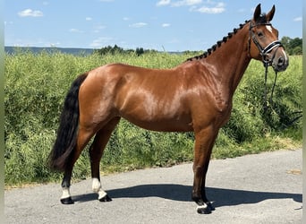 Caballo de Wurtemberg, Yegua, 6 años, 158 cm, Castaño