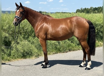 Caballo de Wurtemberg, Yegua, 6 años, 158 cm, Castaño