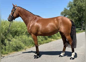 Caballo de Wurtemberg, Yegua, 6 años, 158 cm, Castaño