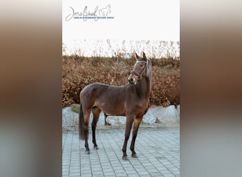 Caballo de Wurtemberg, Yegua, 6 años, 166 cm, Castaño