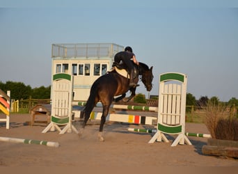 Caballo de Wurtemberg, Yegua, 6 años, 170 cm, Castaño oscuro