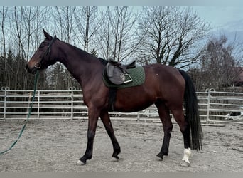 Caballo de Wurtemberg, Yegua, 7 años, 163 cm, Castaño