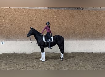 Caballo de Wurtemberg, Yegua, 7 años, 166 cm, Negro