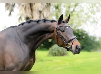 Caballo de Wurtemberg, Yegua, 7 años, 170 cm, Castaño oscuro