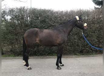 Caballo de Wurtemberg, Yegua, 8 años, 167 cm, Castaño oscuro