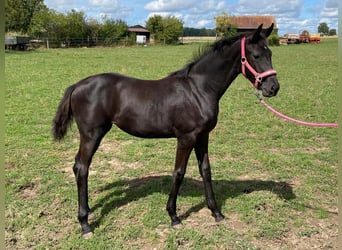Caballo de Wurtemberg, Yegua, Potro (04/2026), 170 cm, Negro