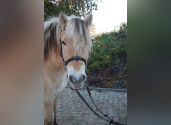 Caballo del fiordo noruego (Fjord), Caballo castrado, 11 años, 142 cm, Alazán