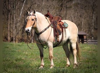 Caballo del fiordo noruego (Fjord), Caballo castrado, 11 años, 152 cm, Buckskin/Bayo