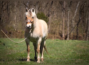 Caballo del fiordo noruego (Fjord), Caballo castrado, 11 años, 152 cm, Buckskin/Bayo