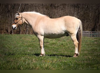 Caballo del fiordo noruego (Fjord), Caballo castrado, 11 años, 152 cm, Buckskin/Bayo