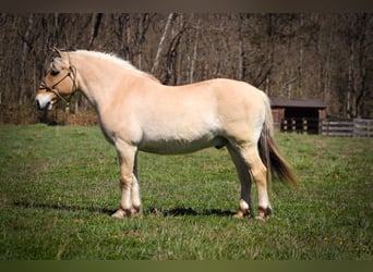 Caballo del fiordo noruego (Fjord), Caballo castrado, 11 años, 152 cm, Buckskin/Bayo