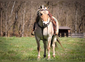 Caballo del fiordo noruego (Fjord), Caballo castrado, 11 años, 152 cm, Buckskin/Bayo