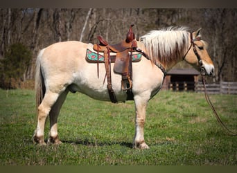 Caballo del fiordo noruego (Fjord), Caballo castrado, 11 años, 152 cm, Buckskin/Bayo