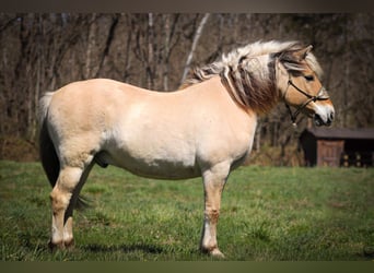 Caballo del fiordo noruego (Fjord), Caballo castrado, 11 años, 152 cm, Buckskin/Bayo